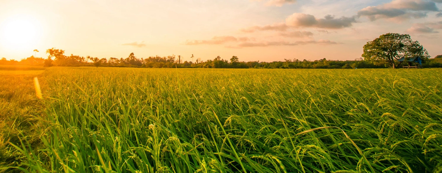 banner slide rice