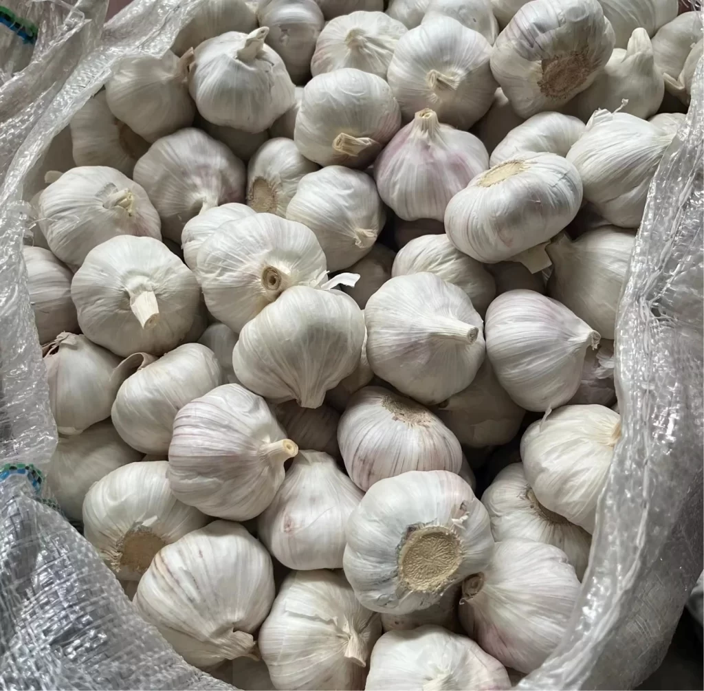 Garlic
