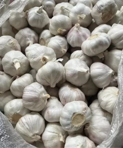 White Garlic