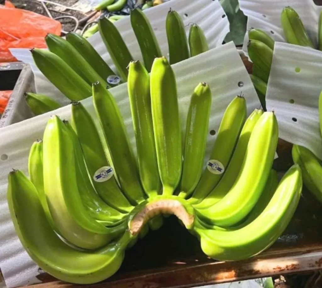 Banana